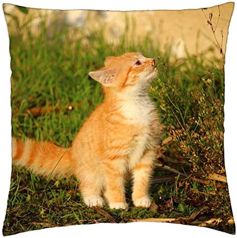 כיסוי כרית לזרוק לסגול ביותר - חתול חתול חתול חתול צעיר חתול אדום חתול ביתי חתול 1