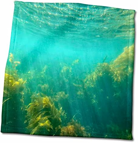 יערות אצות מתחת למים מתחת לאי קטלינה - מגבות