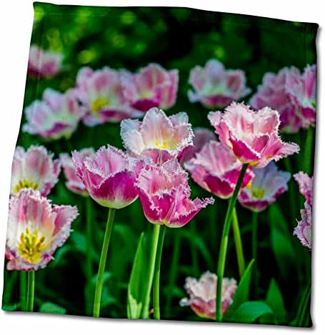 3 דרוזה פרחי צבעון ורודים נפלאים על ערוגת פרחים קפיציית - מגבות