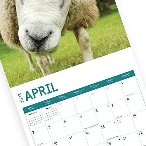 2023 לוח השנה של קיר כבשים לפי יום בהיר, 12x12 אינץ