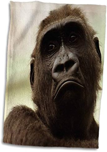 3 דרוז שימפנזה חמוד עם צילום חיות בר מצחיק - מגבות