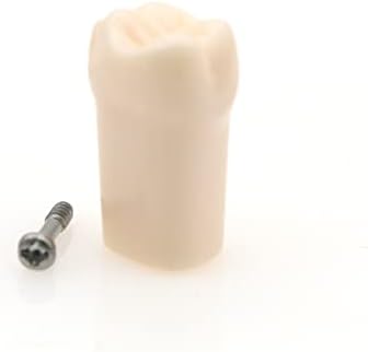 בולונדה 10 יחידות שיניים טיפודונט עיסוק שיניים מחקר דגם קילגור ניסים פרט החלפת שיניים עבור ניסים קילגור 200 סדרת 32 שיניים