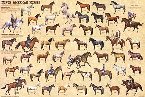 פוסטר תרשים בעלי חיים של סוסים צפון אמריקאים פוסטר למינציה פוסטר 36 x 24in