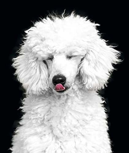ציור יהלום ביזבן מתנות פרטיות כלב בעלי חיים DIY 5D ערכות ציור יהלומים למבוגרים מקדחה מלאה ריבוע עגול לעיצוב הקיר הבית
