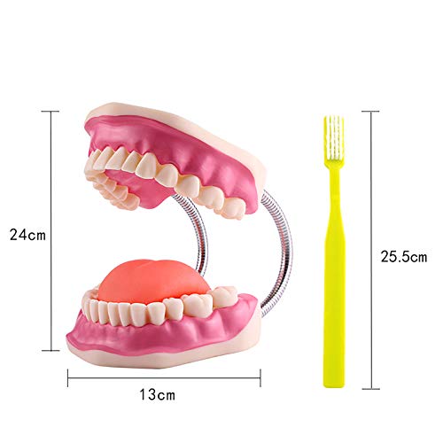 Youya שיניים שיניים גדולות דגם שיניים רופא שיניים מלמדת מודל לטיפול בהיגיינת דרך הפה עם מברשת שיניים 8.66 * 5.9 *