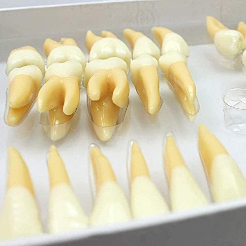 מודל איברים אנושיים מודל שיניים, מודל שיני שיניים גדול, פי 2.5 מגדלים מודל שיניים, מודל שיניים שיניים תותבות מדריך את הגילוף,