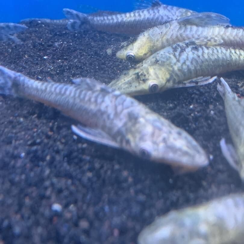 קדיפלקס 1500 ג 'מבו אוטוצינקלוס קטלטפיש 3-4 באורך דגים חיים