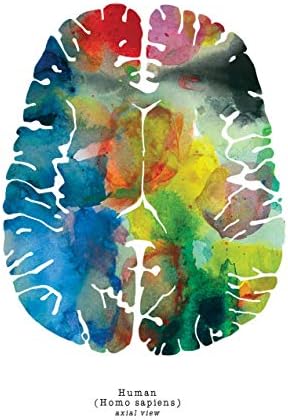 אמנות קיר פסיכולוגיה מודרנית-האנטומיה של המוח האנושי-מתנת בריאות נפש מעוררת השראה + מתנת סטודנטים לרפואה-אמנות
