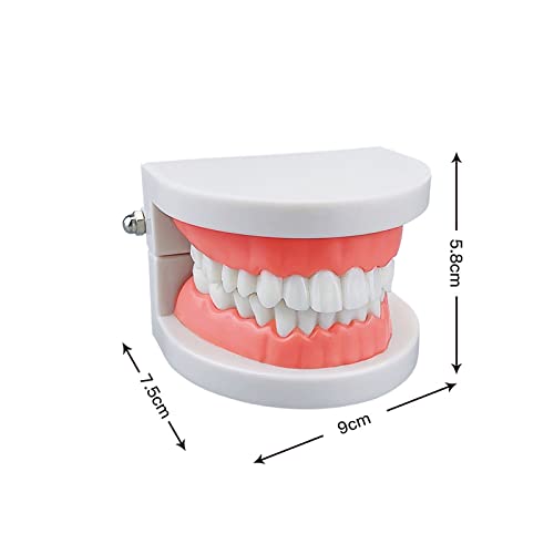 סטנדרטי שיניים דגם, יה שיניים ילדים שיניים הוראת אספקת מחקר מבוגרים סטנדרטי טיפודונט הפגנת שיניים דגם